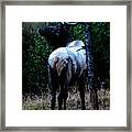 Bull Elk In Moonlight Framed Print