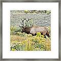 Bull Elk In Rut Framed Print