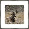 Bull Elk Lying Down During Snowstorm Framed Print