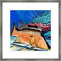 Bull Hogfish Framed Print