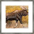 Bull Moose Grand Teton National Park Framed Print