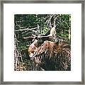 Bull Moose In Spring Framed Print