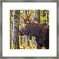 Bull Moose In The Birches Framed Print