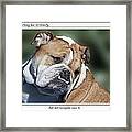 Bulldog Beauty Framed Print