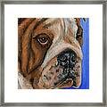 Beautiful Bulldog Oil Painting Framed Print