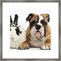 Bulldog Puppy With Rabbit Framed Print