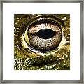 Bullfrogs Eye, Close Up Framed Print