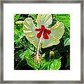 Bulls Eye Framed Print