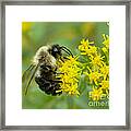 Bumble Bee Framed Print