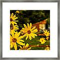 Bumble Bee On A Western Sunflower Framed Print
