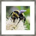 Bumblebee On A Buttonwillow Framed Print