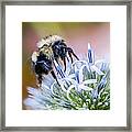 Bumblebee On Thistle Blossom Framed Print