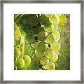 Bunch Of Yellow Grapes Framed Print