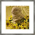 Bunny And Daisies Framed Print