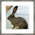 Bunny Rabbit Framed Print