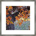 Bur Oak Tree In Autumn Framed Print