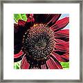 Burgundy Sunflower Framed Print