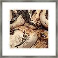 Burmese Pythons Hatching Framed Print