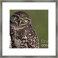 Burrowing Owl Framed Print