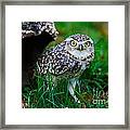 Burrowing Owl Framed Print