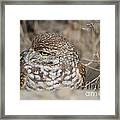 Burrowing Owl Framed Print