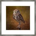 Burrowing Owl Portrait Framed Print