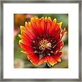 Burst Of Color Framed Print