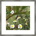 Busy Bee Framed Print