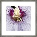 Busy Bee Framed Print