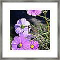 Busy Bees Framed Print