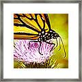 Busy Butterfly Framed Print