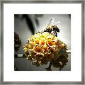 Busy Buzzy Bee Framed Print