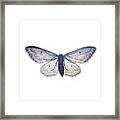 Buttefly | Framed Print