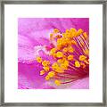 Buttercup Confection Framed Print