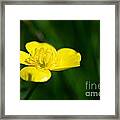 Buttercup In The Meadow Framed Print