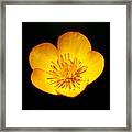 Buttercup Framed Print