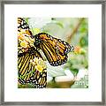 Butterflies 13 Framed Print