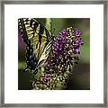 Butterflies Along The Blue Ridge Framed Print