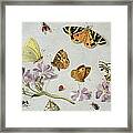 Butterflies Framed Print