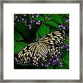 Butterfly - Yellow Green Purple Framed Print