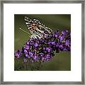 Butterfly 0001 Framed Print
