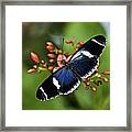 Butterfly 0002 Framed Print