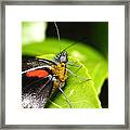Butterfly 001 Framed Print