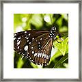 Butterfly 002 Framed Print