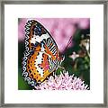 Butterfly 012 Framed Print