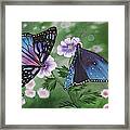 Butterfly #2 Framed Print