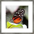 Butterfly Ii Framed Print