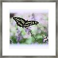 Butterfly 8 Framed Print