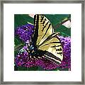 Butterfly And Bush Framed Print