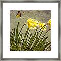 Butterfly And Daffodils Framed Print